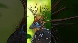 ♥️ Hoatzin bird ♥️ [upl. by Fauver]