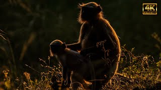 Hanuman Langur  Forests of North amp Central India in the Monsoon [upl. by Nreval]