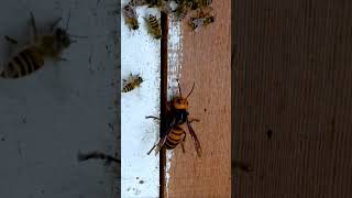 Asian Giant Hornet vs Japanese Honeybees [upl. by Assirram]