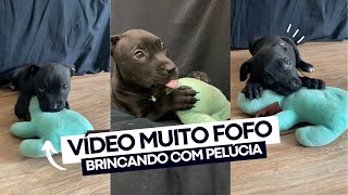 Filhote de Pitbull fofo mordendo urso de pelúcia [upl. by Whatley]