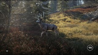 PCゲーム THE HUNTER CALL OF THE WILD 【ゲーム実況】 [upl. by Nels]