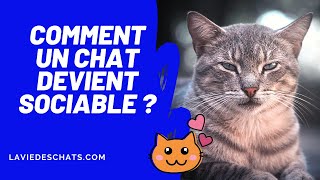 Comment rendre votre chat sociable  😊 [upl. by Magnum776]