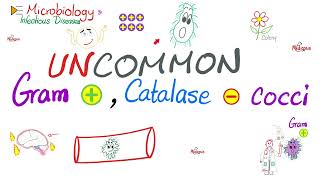 Uncommon GramPositive CatalaseNegative Bacteria  Microbiology 🧫 amp Infectious Diseases 🦠 [upl. by Athenian655]