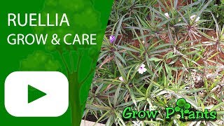 Ruellia  grow and care Wild petunias [upl. by Moran]