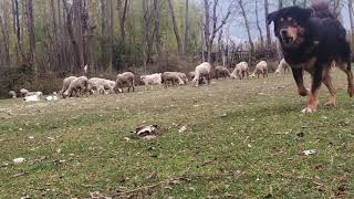 Himalayan sheep dog PROTECTOR [upl. by Massey576]