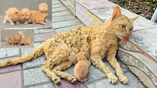 A man helped a dying cat and her kittens You wont believe what happened next [upl. by Nettle]