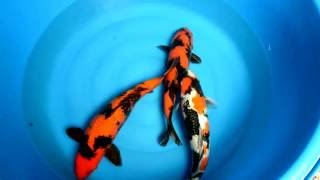 Koi Auction 1916 by Koinet [upl. by Bissell165]