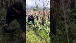 Green skinned wax gourd harvesting process [upl. by Delp]