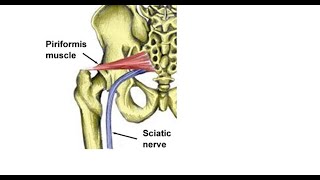 Two Minutes of Anatomy Piriformis [upl. by Niletak]