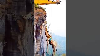 Giraffe on the Edge Dramatic Rescue from the Cliff HumanHelpingAnimals [upl. by Enirbas]