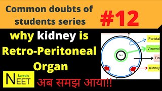 Retroperitoneal organs  Retroperitoneal Meaning in Hindi why Kidney is Retroperitoneal organ NEET [upl. by Bourn636]