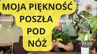 Moja piękność poszła pod nóż Rozmnażanie monster i filodendronów [upl. by Munroe]