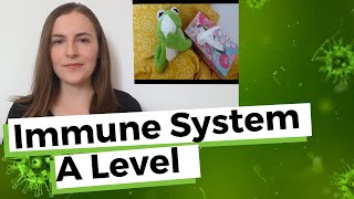 The Immune Response  A Level Biology [upl. by Aldous313]