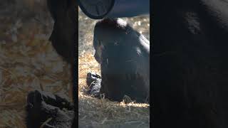 Gorillas at Howletts gorilla howletts zoo animals wildlife daysout shorts [upl. by Giguere]