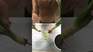 Yucca Plant Water Rooting [upl. by Gratiana]