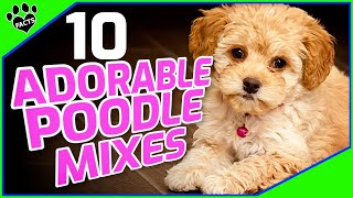 Top 10 Poodle Mix Breeds Small Doodle Dogs 101 [upl. by Burman190]