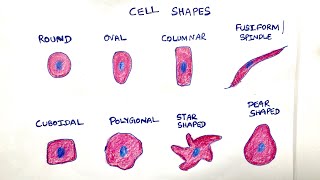 Different cell shapes in cytology [upl. by Boggers]