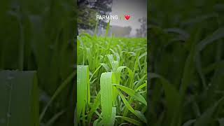 farming youtube short [upl. by Yecnuahc]