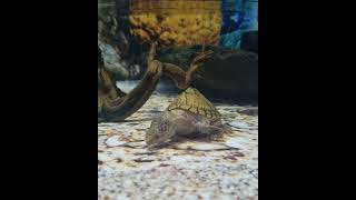 Razorback Musk Turtle Walks Like a Zombie [upl. by Muns]