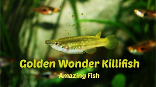 Golden Wonder Killifish Amazing Fish [upl. by Llehsor918]