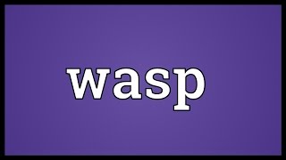 Wasp Meaning [upl. by Cirenoj]