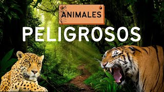 Descubre los Animales PELIGROSOS que te harán temblar [upl. by Ailuy337]