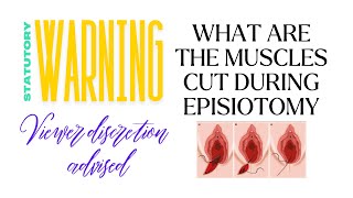 What muscles are cut during episiotomy incision episiotomy vaginaldelivery normaldeliverytips [upl. by Netsruk]