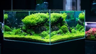 PLANTED TANK WITH A BREATHTAKING 360 VIEW  4K CINEMATIC BY GREEN AQUA [upl. by Eimrej]