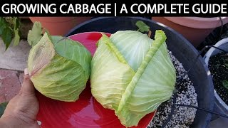 A Complete Guide To Growing Cabbage In Containers amp Raised Beds [upl. by Iveksarap]