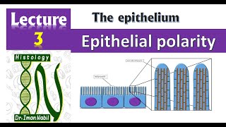 3Cell polarity 2021HistologyFirst year1Foundation2Epithelium 2021 [upl. by Calvo792]