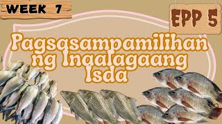 EPP 5 WEEK7 PAGSASAPAMILIHAN NG INALAGAANG ISDA [upl. by Kerwon]