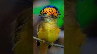 Flycatcher bird 😲😲😲🤯🤯 birds [upl. by Hairahs]