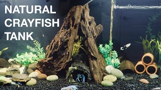 NATURAL CRAYFISH TANK SETUP [upl. by Terese104]