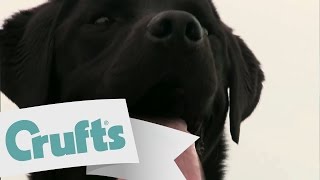 Crufts Advice  Summer Heat and the Effects on your dog [upl. by Anselma]