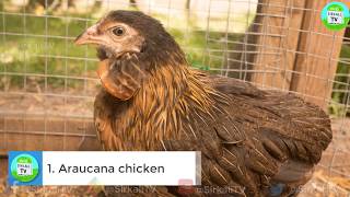 10 அறிய வகை கோழி இனங்கள்  Top 10 Most Strange Chicken Breeds [upl. by Hannon]