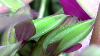 The beautiful Tradescantia zebrina a Spiderwort  also known as Wandering Jew or Inch Plant [upl. by Munt]