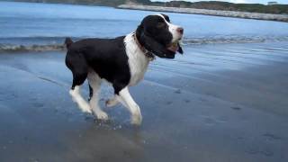 english springer spaniel on the beach [upl. by Bergmann]