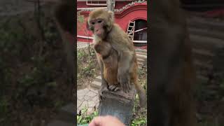 Monkey So happy feeding Shorts 19 [upl. by Ellenej881]