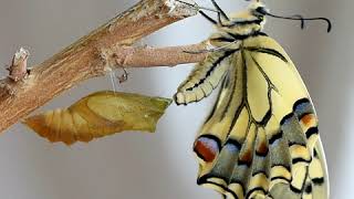 Papilio Machaon the Swallowtail butterfly birth [upl. by Tiffany795]