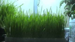 wheatgrass timelapse from seedlings [upl. by Dickens]