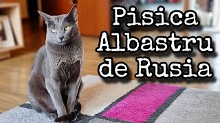 Pisica ALBASTRU DE RUSIA  informații pe care trebuie să le știi  Russian Blue Cat 🐱 JINX [upl. by Nils]