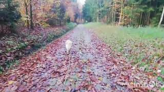 Mein Weg zum Pfandautomat [upl. by Helga]