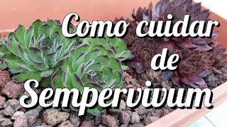 Sempervivum  como cuidar  Fran natura [upl. by Brause]