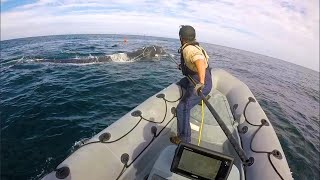 Teaming Up For Entangled Whales [upl. by Trakas]