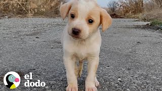 Cachorro encontrado con basura no dejaría de temblar  El Dodo [upl. by Carolin]