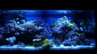 Coral Reef Fish Aquarium 75 Gallon HD Saltwater Tank Update [upl. by Norrahc64]