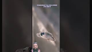 Golden eagle vs peregrine falcon🔥trending viralvideo facts eagle animals wildlife [upl. by Erie]