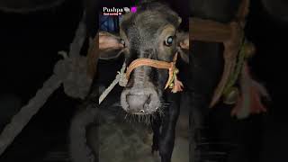 Murrah calf🐃😉  murrahcalf villagelife 5starmurrah dailyvlog shortsf kumawatpushkar007 [upl. by Ahsikcin796]