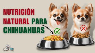 Chihuahuas  3 RECETAS casera y Saludables ¡Dile adiós a las croquetas [upl. by Ayeki508]