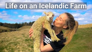 A Day in the Life of an Icelandic Farmer  Lambing Season with Pálína Axelsdóttir Njarðvík [upl. by Ainesey473]